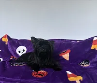 Midnight , a female Yorkshire Terrier for sale in Norfolk, VA – 8 of 8