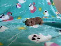 Rainbow , a female Poodle - Toy  for sale in Norfolk, VA – 4 of 5