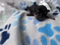 Dolly , a female Yorkshire Terrier for sale in Norfolk, VA – 4 of 5