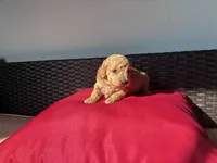 Copper, a male Poodle - Toy  for sale in Norfolk, VA – 2 of 4