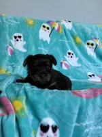 Prince, a male Yorkshire Terrier for sale in Norfolk, VA – 7 of 9