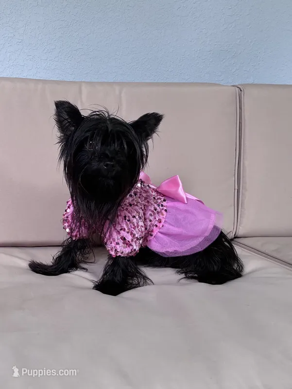 Midnight  – Yorkshire Terrier puppy for sale in Norfolk, VA