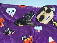 Beauty , a female Yorkshire Terrier for sale in Norfolk, VA – 6 of 8