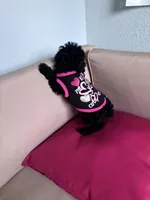 Umi , a female Poodle - Miniature  for sale in Norfolk, VA – Photo 2 of 7