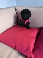 Umi , a female Poodle - Miniature  for sale in Norfolk, VA – Photo 4 of 7