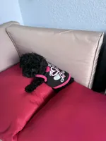 Umi , a female Poodle - Miniature  for sale in Norfolk, VA – Photo 3 of 7