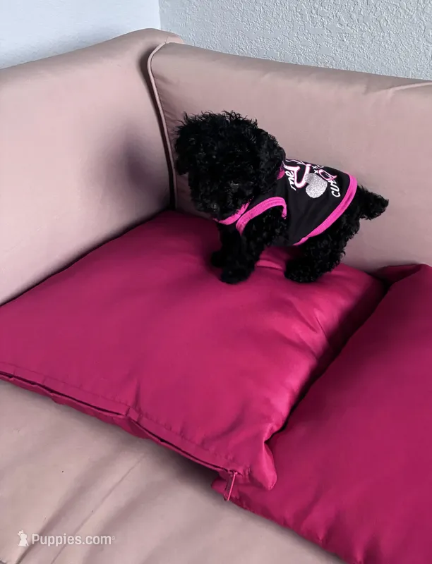 Umi , a female Poodle - Miniature  for sale in Norfolk, VA – Photo 1 of 7