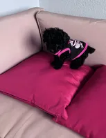 Umi , a female Poodle - Miniature  for sale in Norfolk, VA – Photo 1 of 7