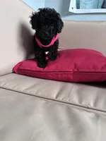 Umi , a female Poodle - Miniature  for sale in Norfolk, VA – Photo 5 of 7