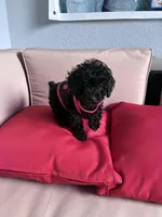 Umi , a female Poodle - Miniature  for sale in Norfolk, VA – Photo 7 of 7