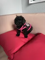 Umi , a female Poodle - Miniature  for sale in Norfolk, VA – Photo 6 of 7