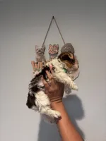 Peanut , a male Yorkshire Terrier for sale in Norfolk, VA – 2 of 5