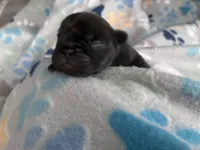 Beefy, a female French Bulldog for sale in Norfolk, VA – 8 of 10