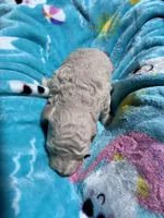 Snowball , a male Poodle - Toy  for sale in Norfolk, VA – 6 of 7