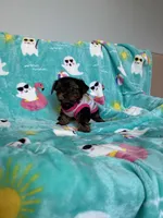 Pinky , a female Yorkshire Terrier for sale in Norfolk, VA – 2 of 8