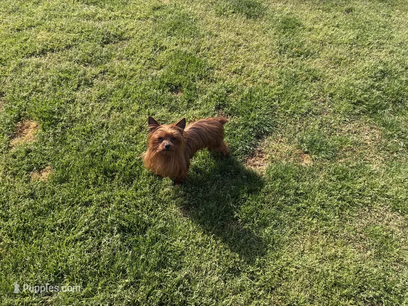 Pixie  – Yorkshire Terrier puppy for sale in Norfolk, VA