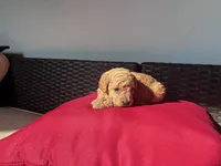 Red girl, a female Poodle - Toy  for sale in Norfolk, VA – 4 of 6