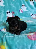 Prince, a male Yorkshire Terrier for sale in Norfolk, VA – 6 of 9