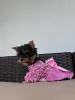 Bebe , a female Yorkshire Terrier for sale in Norfolk, VA – 2 of 8