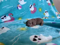 Rainbow , a female Poodle - Toy  for sale in Norfolk, VA – 3 of 5