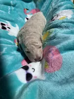 Snowball , a male Poodle - Toy  for sale in Norfolk, VA – 3 of 7