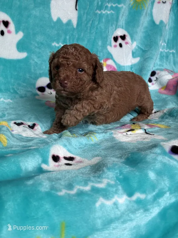 Hot Sauce  – Poodle - Toy  puppy for sale in Norfolk, VA