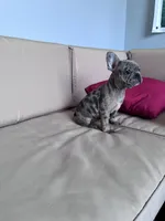 Ali , a female French Bulldog for sale in Norfolk, VA – Photo 2 of 3