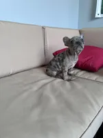 Ali , a female French Bulldog for sale in Norfolk, VA – Photo 1 of 3