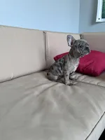 Ali , a female French Bulldog for sale in Norfolk, VA – Photo 3 of 3