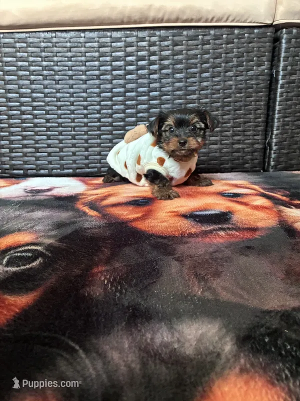 Pinky  – Yorkshire Terrier puppy for sale in Norfolk, VA
