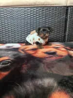 Pinky , a female Yorkshire Terrier for sale in Norfolk, VA – 1 of 8