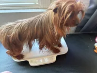 Pixie , a female Yorkshire Terrier for sale in Norfolk, VA – 3 of 4