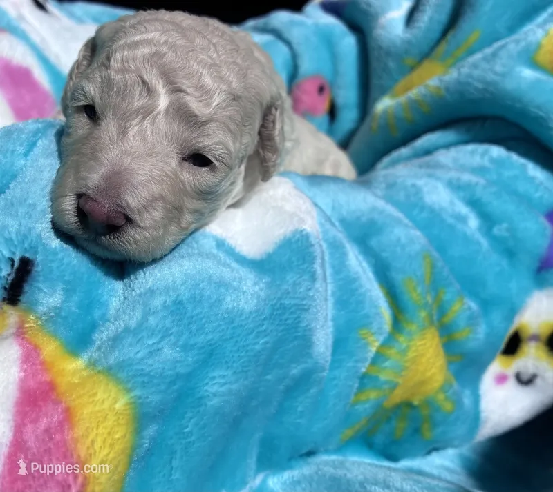 Snowball  – Poodle - Toy  puppy for sale in Norfolk, VA