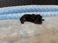 Pixie , a female Yorkshire Terrier for sale in Norfolk, VA – 8 of 9