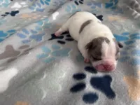 Meaty , a male French Bulldog for sale in Norfolk, VA – 9 of 9