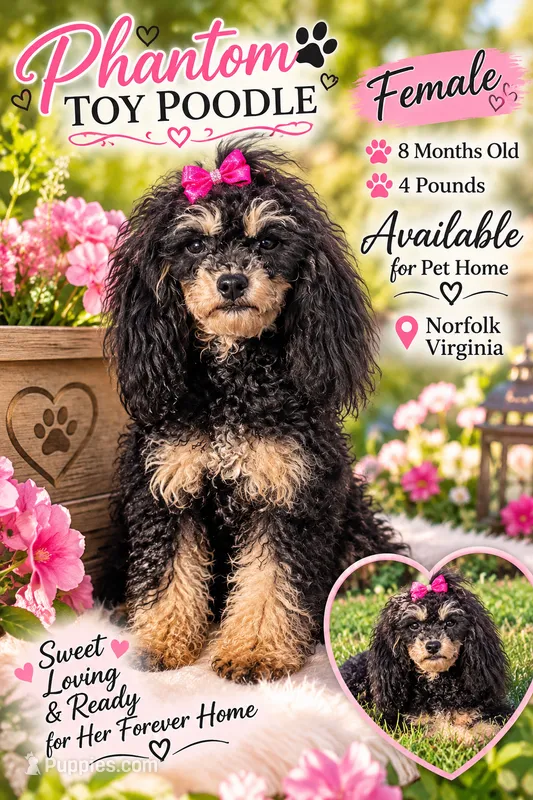 Lola – Poodle - Toy  puppy for sale in Norfolk, VA