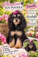 Lola, a female Poodle - Toy  for sale in Norfolk, VA – 1 of 2