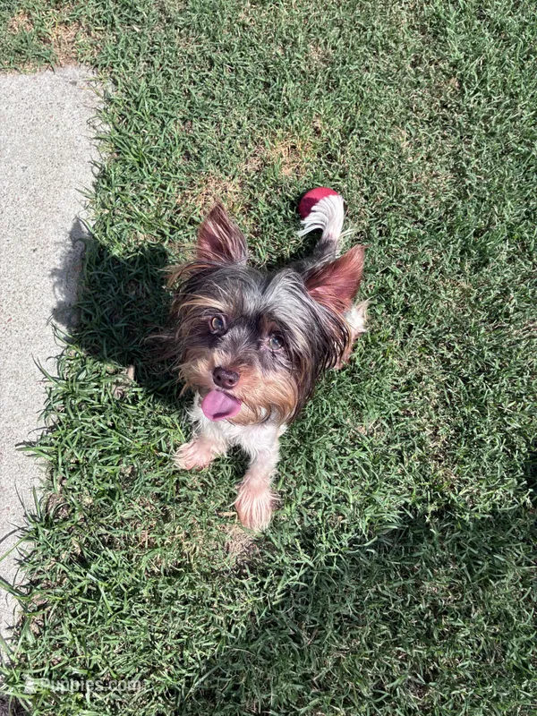 Meka – Yorkshire Terrier puppy for sale in Norfolk, VA
