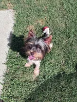 Meka, a female Yorkshire Terrier for sale in Norfolk, VA – 1 of 10