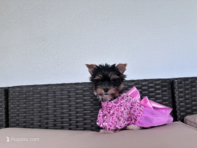 Anabelle – Yorkshire Terrier puppy for sale in Norfolk, VA