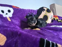 Beauty , a female Yorkshire Terrier for sale in Norfolk, VA – 4 of 8