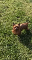 Pixie , a female Yorkshire Terrier for sale in Norfolk, VA – 2 of 4