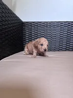 Baby doll, a female Poodle - Toy  for sale in Norfolk, VA – 2 of 6