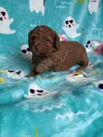 Hot Sauce, a male Poodle - Toy  for sale in Norfolk, VA – 4 of 7