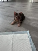 Honey , a female Yorkshire Terrier for sale in Norfolk, VA – 4 of 6