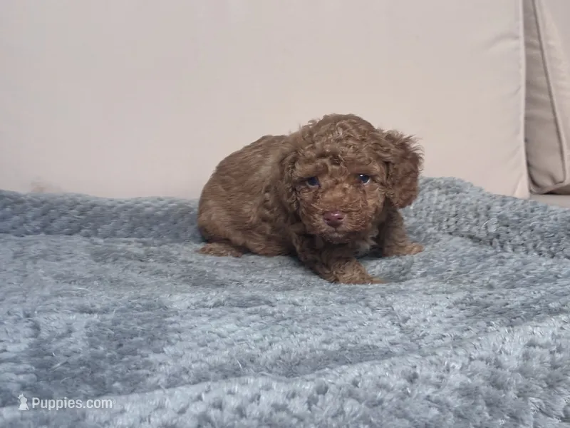 Hot Sauce – Poodle - Toy  puppy for sale in Norfolk, VA