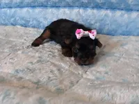 Pixie , a female Yorkshire Terrier for sale in Norfolk, VA – 5 of 9