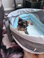Bebe , a female Yorkshire Terrier for sale in Norfolk, VA – 6 of 8