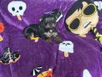 Beauty , a female Yorkshire Terrier for sale in Norfolk, VA – 3 of 8