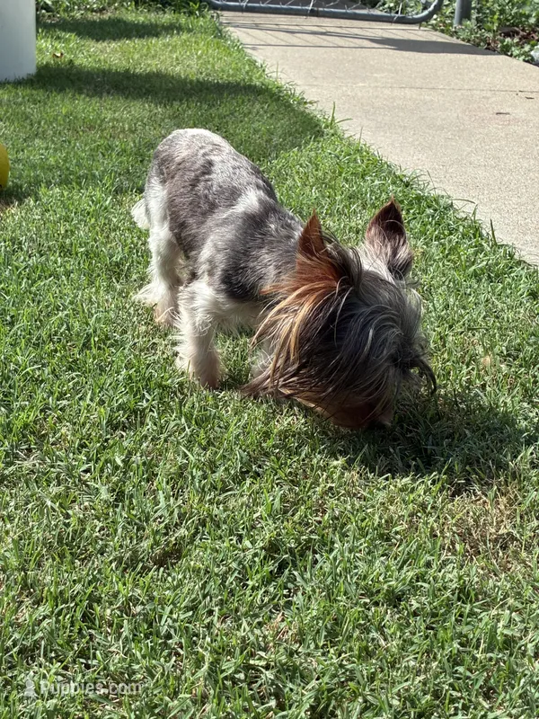 Meka – Yorkshire Terrier puppy for sale in Norfolk, VA
